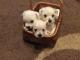 west_highland_white_terrie