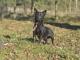 friz_mlody_pozytywny_psiak_do_adopc